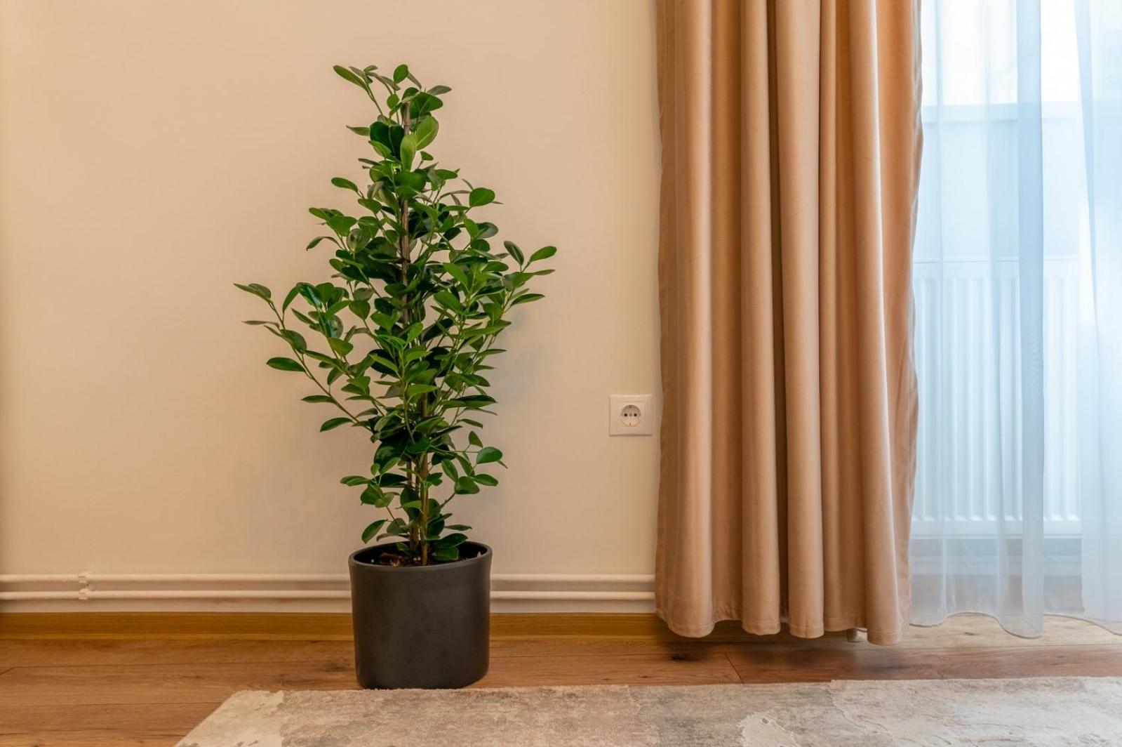 סיביו Apartment Balcescu No 10 מראה חיצוני תמונה